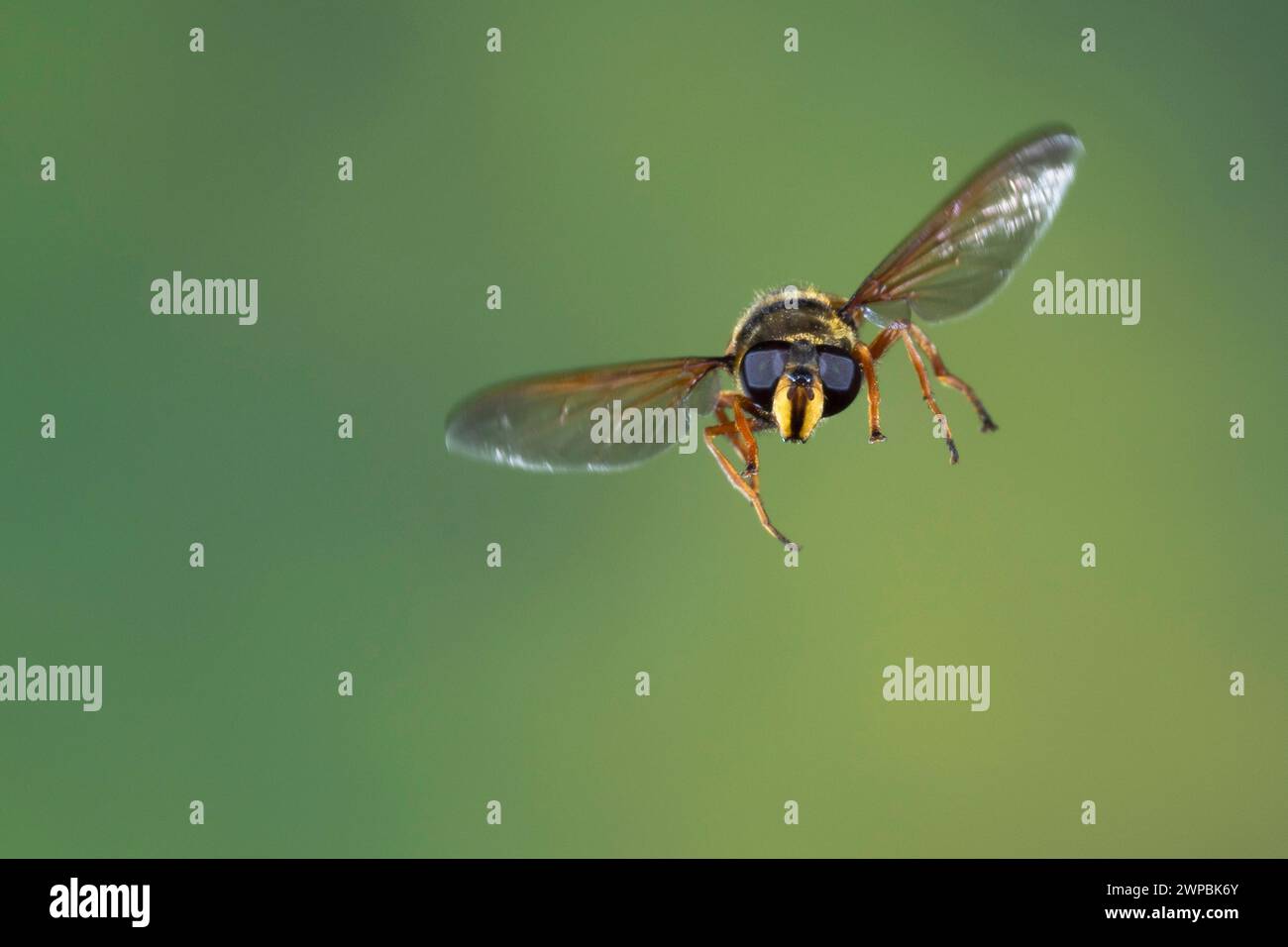 Gelbgeschlitzter Torf Hoverfly (Sericomyia silentis), weiblich im Flug, Schenkelgeschwindigkeitsfotografie, Deutschland Stockfoto