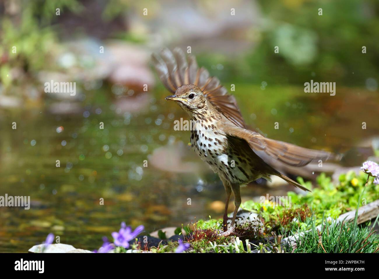 Song-Thrush (Turdus philomelos), beginnt am Uferufer, Deutschland, Mecklenburg-Vorpommern Stockfoto