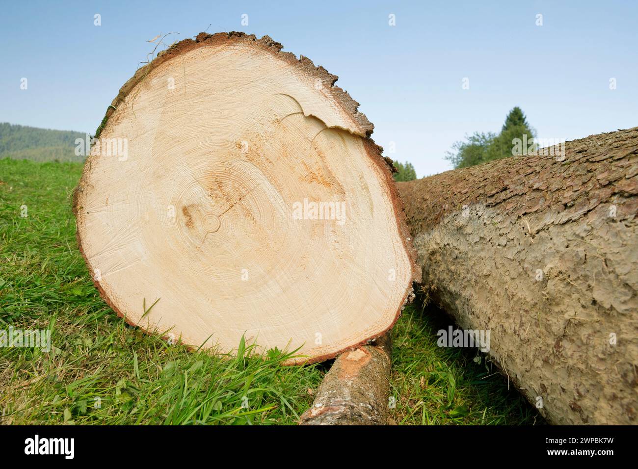 Fichte (Picea abies), frisch gefällter Baumstamm einer großen Fichte Stockfoto