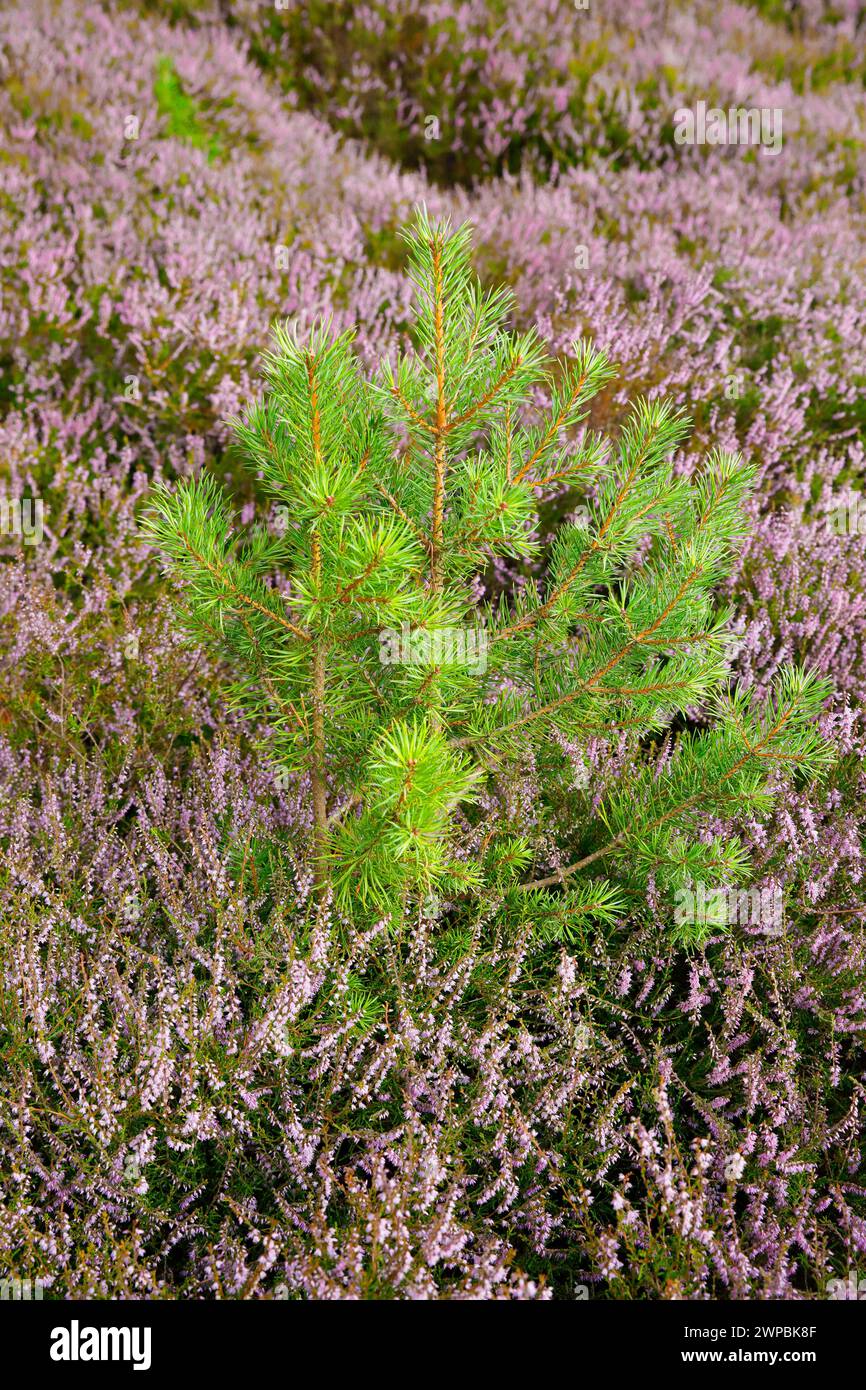 Schottenkiefer, Schottenkiefer (Pinus sylvestris var. Scotica), junge schottische Kiefer umgeben von blühender Heidekraut, Großbritannien, Schottland, Highlands Stockfoto