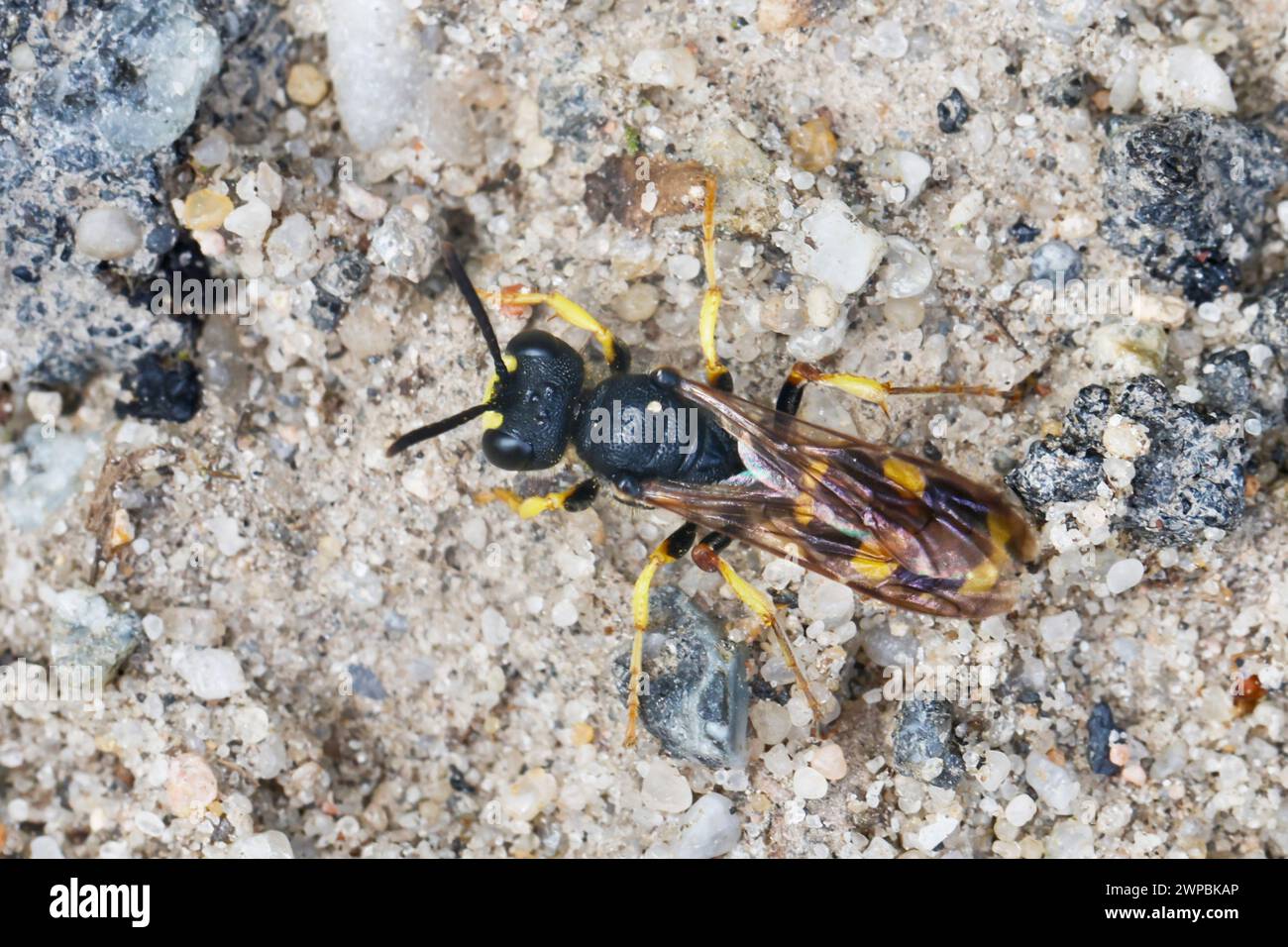 Verzierte Heckbagger-Wasp (Cerceris rybyensis), Draufsicht Stockfoto