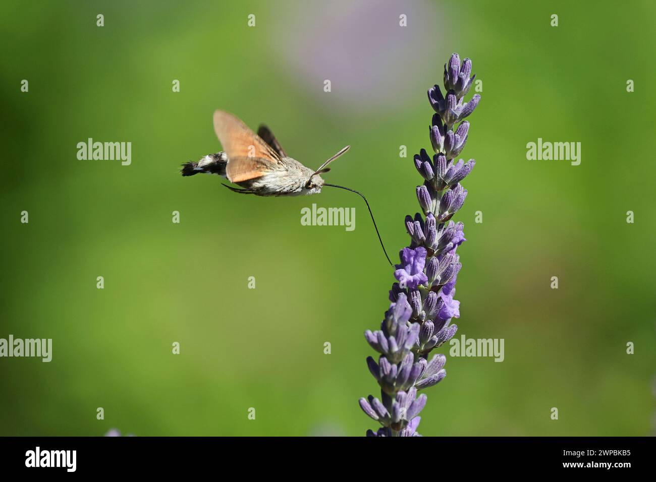 Kolibri-Habitat (Macroglossum stellatarum), saugt Nektar aus Lavendel, Deutschland, Mecklenburg-Vorpommern Stockfoto