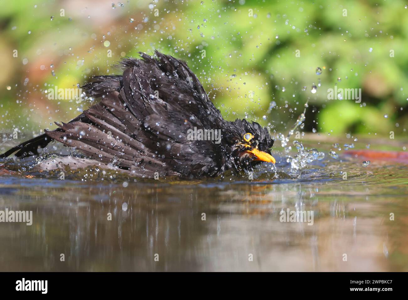 schwarzvogel (Turdus merula), Mann im Bach, Seitenansicht, Deutschland, Mecklenburg-Vorpommern Stockfoto