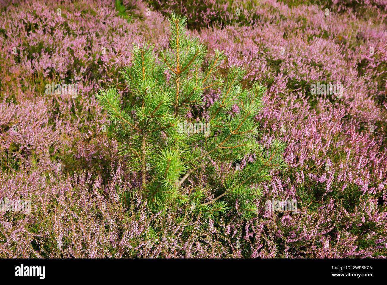 Schottenkiefer, Schottenkiefer (Pinus sylvestris var. Scotica), junge schottische Kiefer umgeben von blühender Heidekraut, Großbritannien, Schottland, Highlands Stockfoto