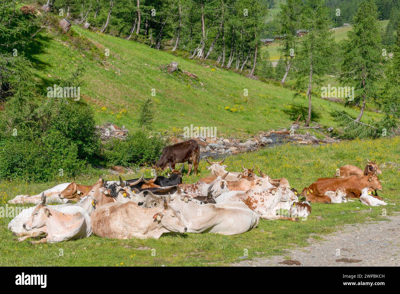 Hausrinder (Bos primigenius f. taurus), Herde mit Kälbern auf Almweide, Österreich, Osttirol, Oberstaller Alm Stockfoto