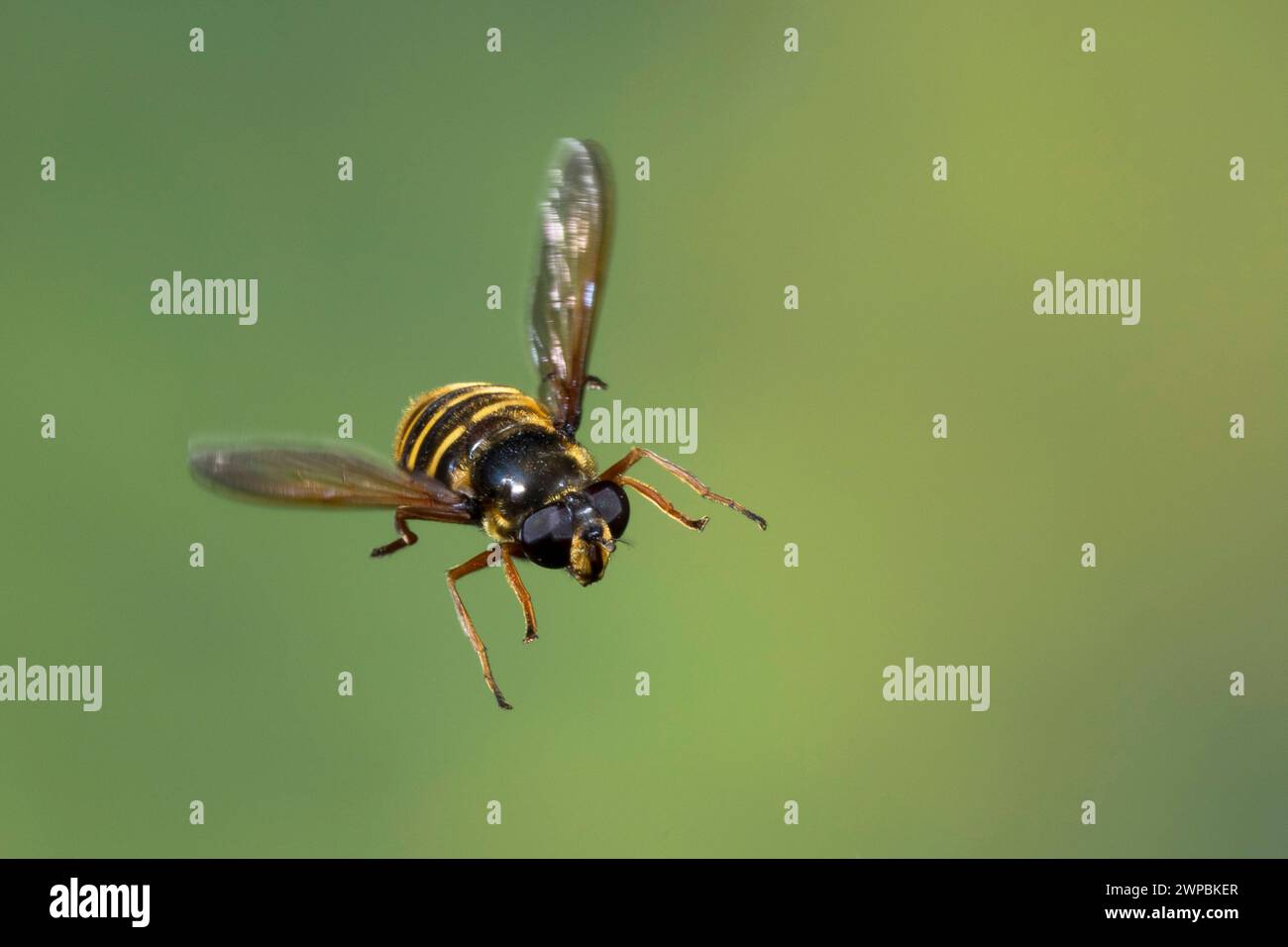 Gelbgeschlitzter Torf Hoverfly (Sericomyia silentis), weiblich im Flug, Schenkelgeschwindigkeitsfotografie, Deutschland Stockfoto