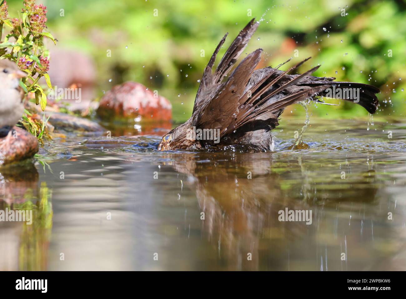 schwarzvogel (Turdus merula), Baderin in einem Bach, Seitenansicht, Deutschland, Mecklenburg-Vorpommern Stockfoto