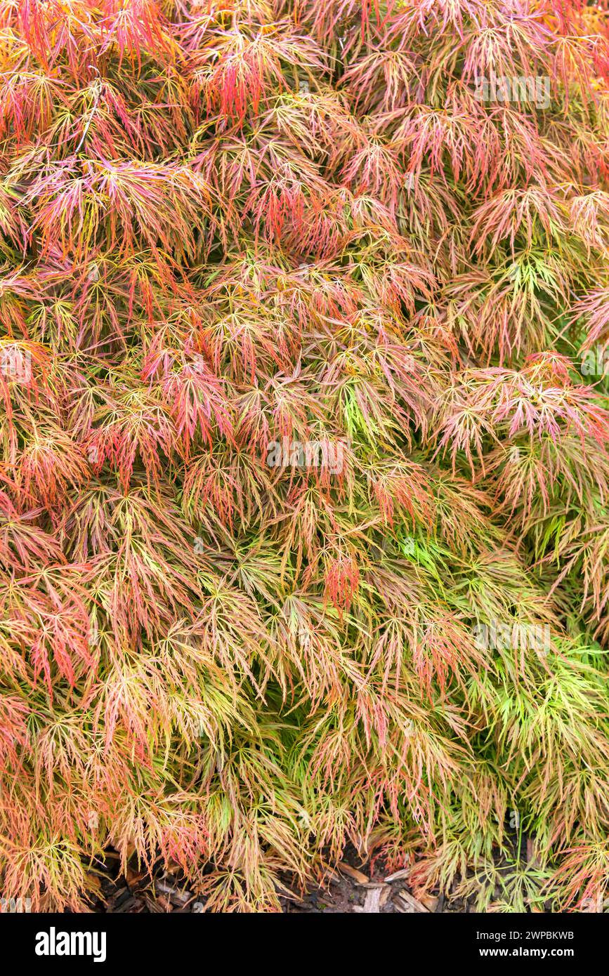 Japanischer Ahorn (Acer palmatum „Dissectum“, Acer palmatum Dissectum), Blätter der Sorte Dissectum, Europa, Bundesrepublik Deutschland Stockfoto