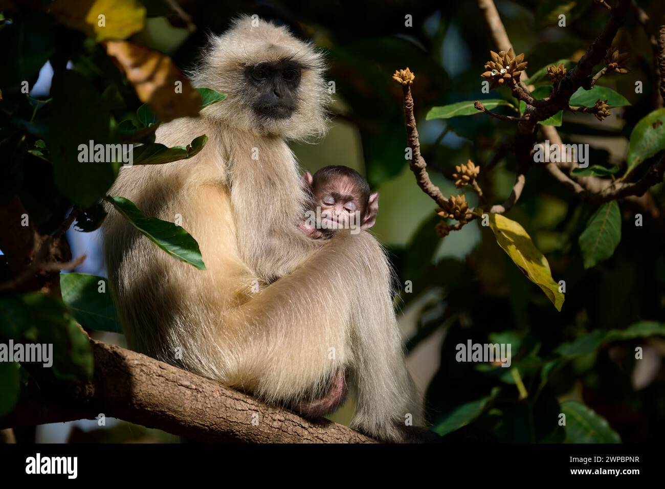 Gray Langur Monkey, Kanha National Park, Indien Stockfoto
