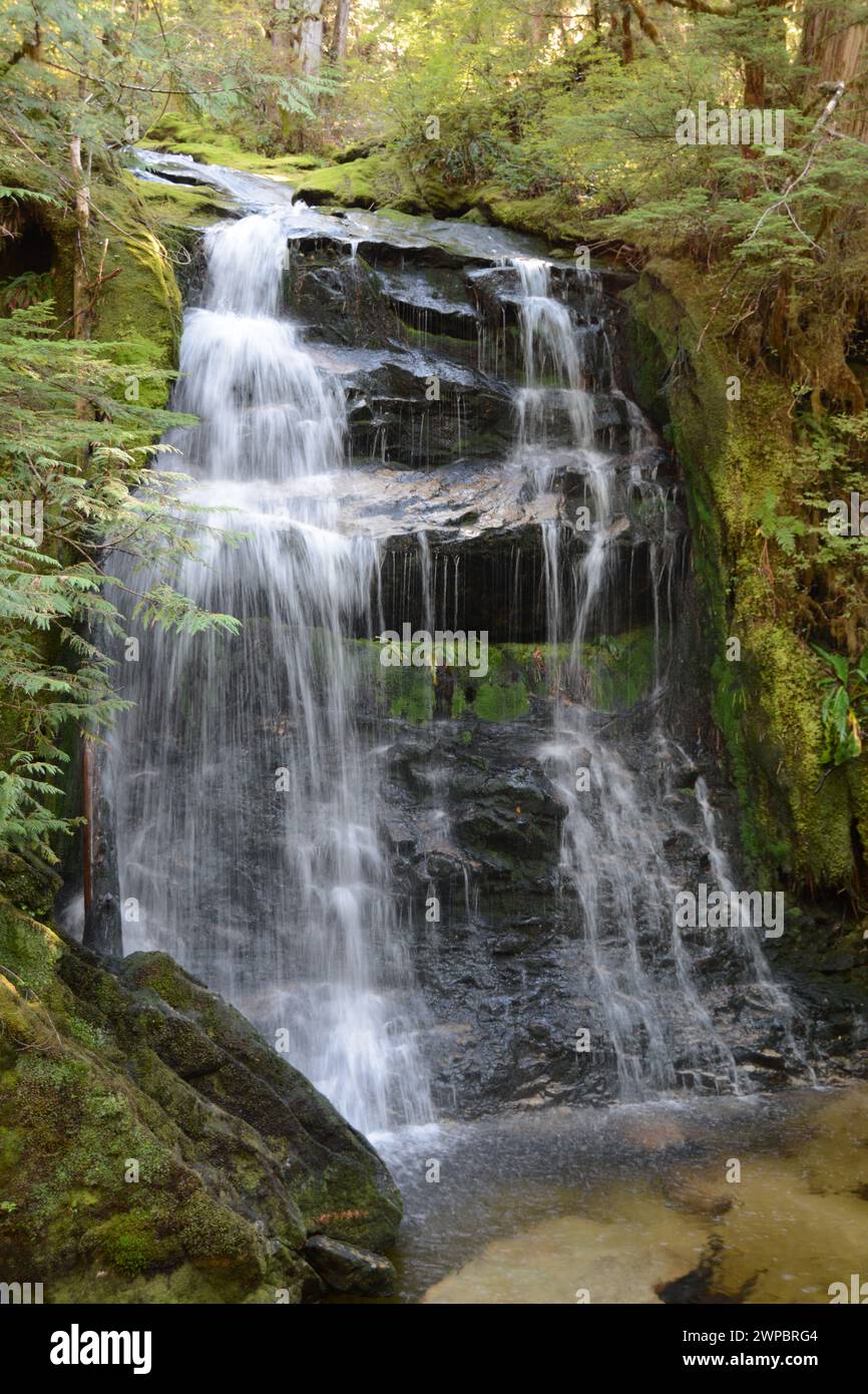 Ein unberührter Wasserfall an einem Bach in einem dichten gemäßigten Regenwald in der Great Bear Rainforest Region an der Central Coast von British Columbia, Kanada. Stockfoto