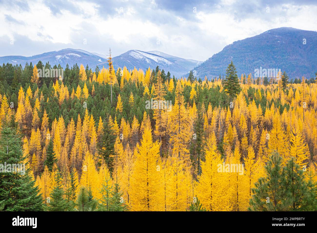 Lärchen- und immergrüne Wälder und die Selkirk Mountain Range Stockfoto