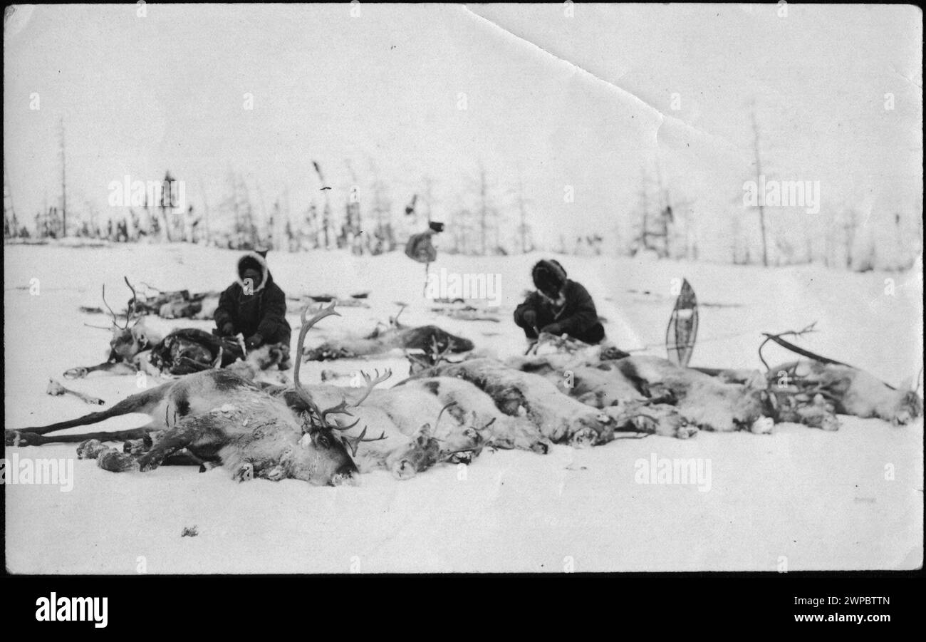 Historisches Vintage-Foto. Jäger mit getötetem Karibus Ontario, Kanada. 1915 Stockfoto