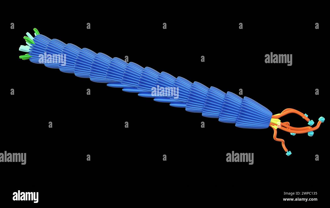 3D-Darstellung des filamentösen Bakteriophagen M13 Stockfoto