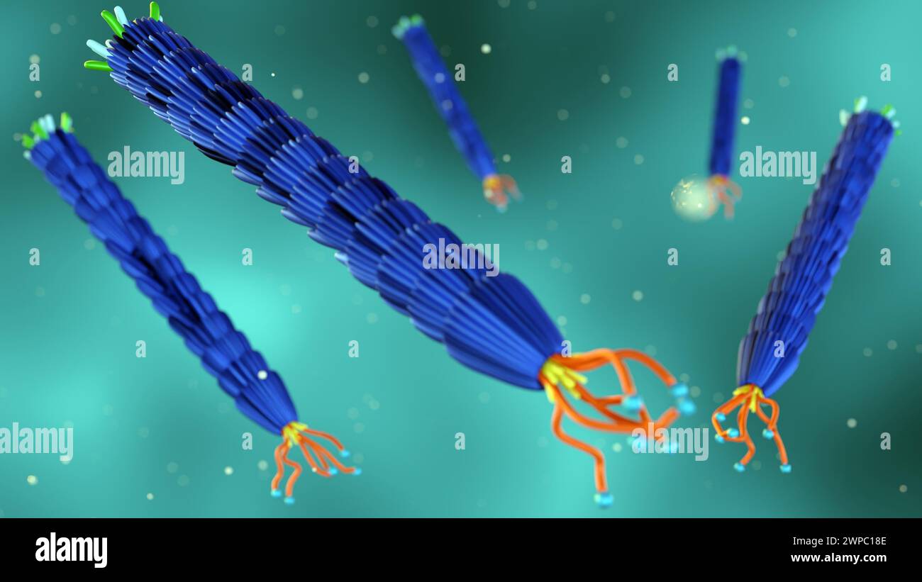 3D-Darstellung des filamentösen Bakteriophagen M13 Stockfoto
