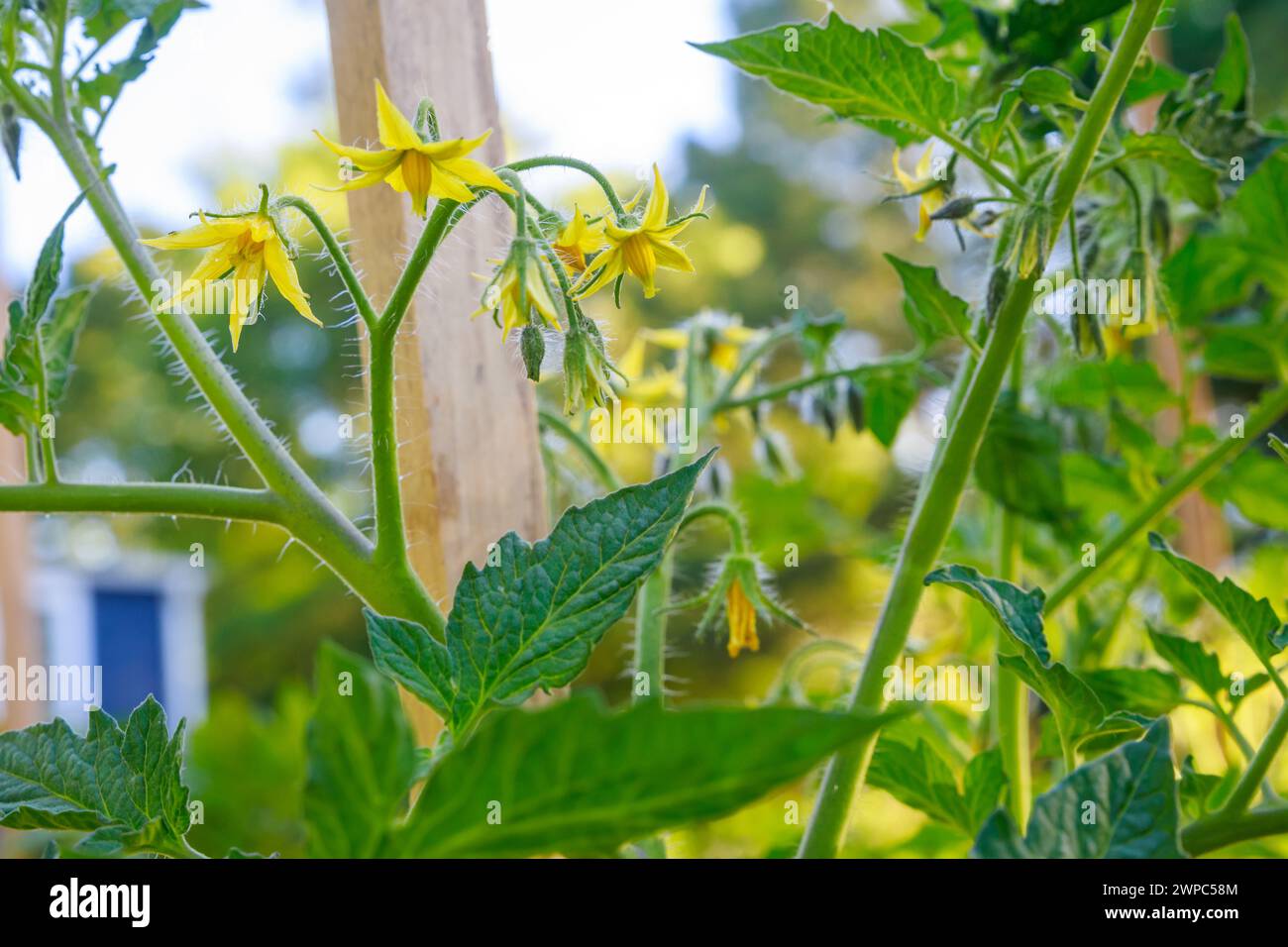 Blühende Tomatensämlinge mit gelben Blüten im Garten. Stockfoto