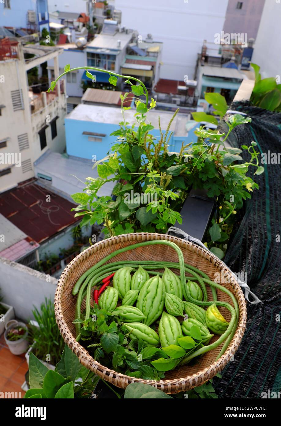 Landwirtschaftsprodukte aus dem Dachgarten durch ökologischen Anbau in Ho Chi Minh City, Korb mit Bittermelone gerade auf der Farm ernten Stockfoto