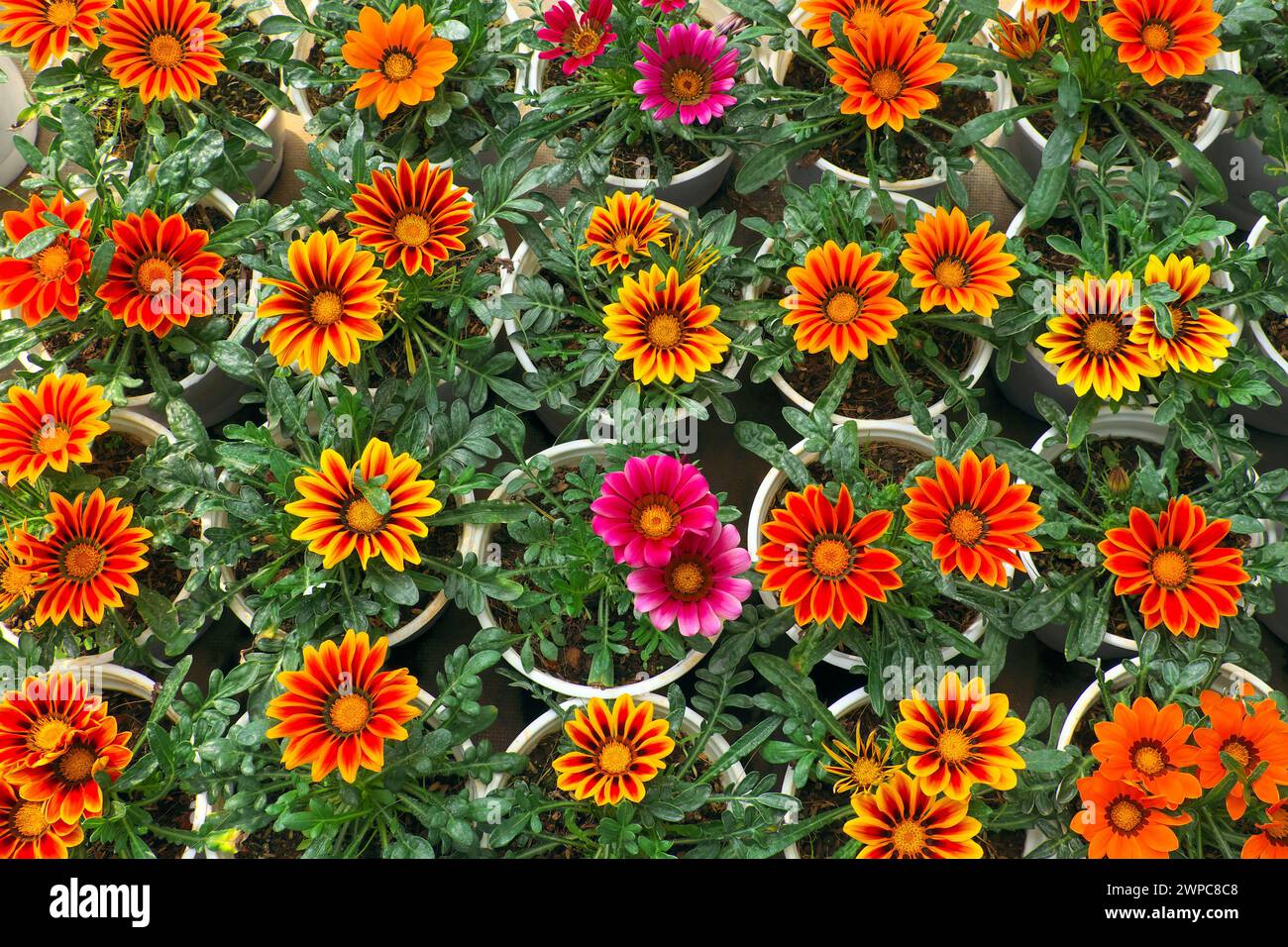 Wunderschöne Gruppe von bunten Gänseblümchen Blumentopf blüht in heißer Farbe im da Lat Garten im Frühling, Ort für Reisen im Frühling Stockfoto
