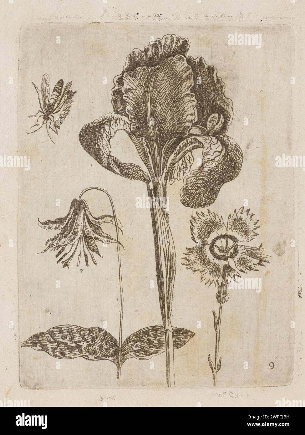 Die florale Komposition von Tobias Frankenberger, gemalt 1662, zeigt ein detailliertes Arrangement von Blumen mit naturalistischem europäischem Stil des 17. Jahrhunderts und botanischer Genauigkeit. Stockfoto