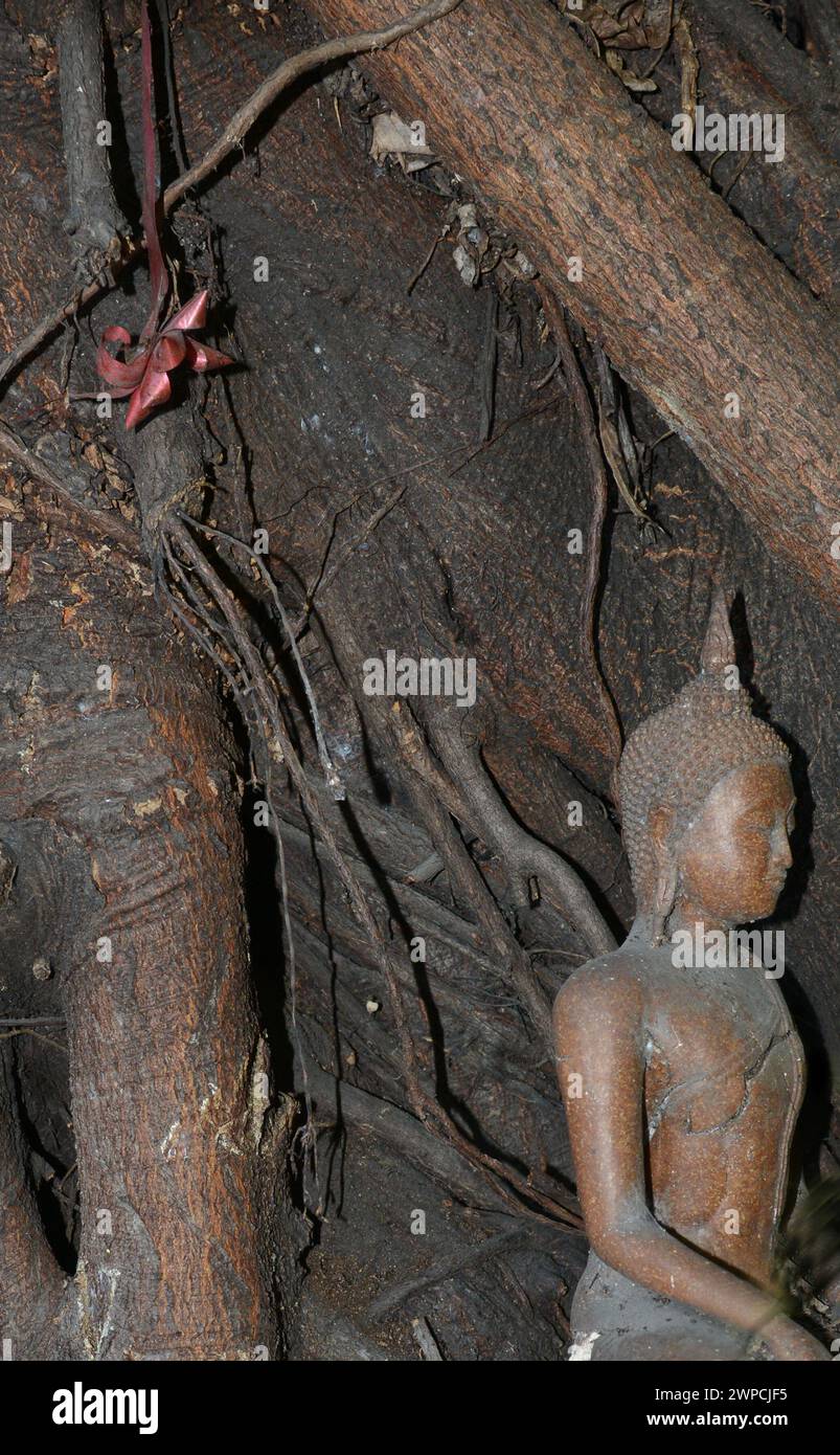 Eine kleine Buddha-Statue befindet sich auf dem Stamm eines alten Baumes in Bangkok, Thailand. Stockfoto