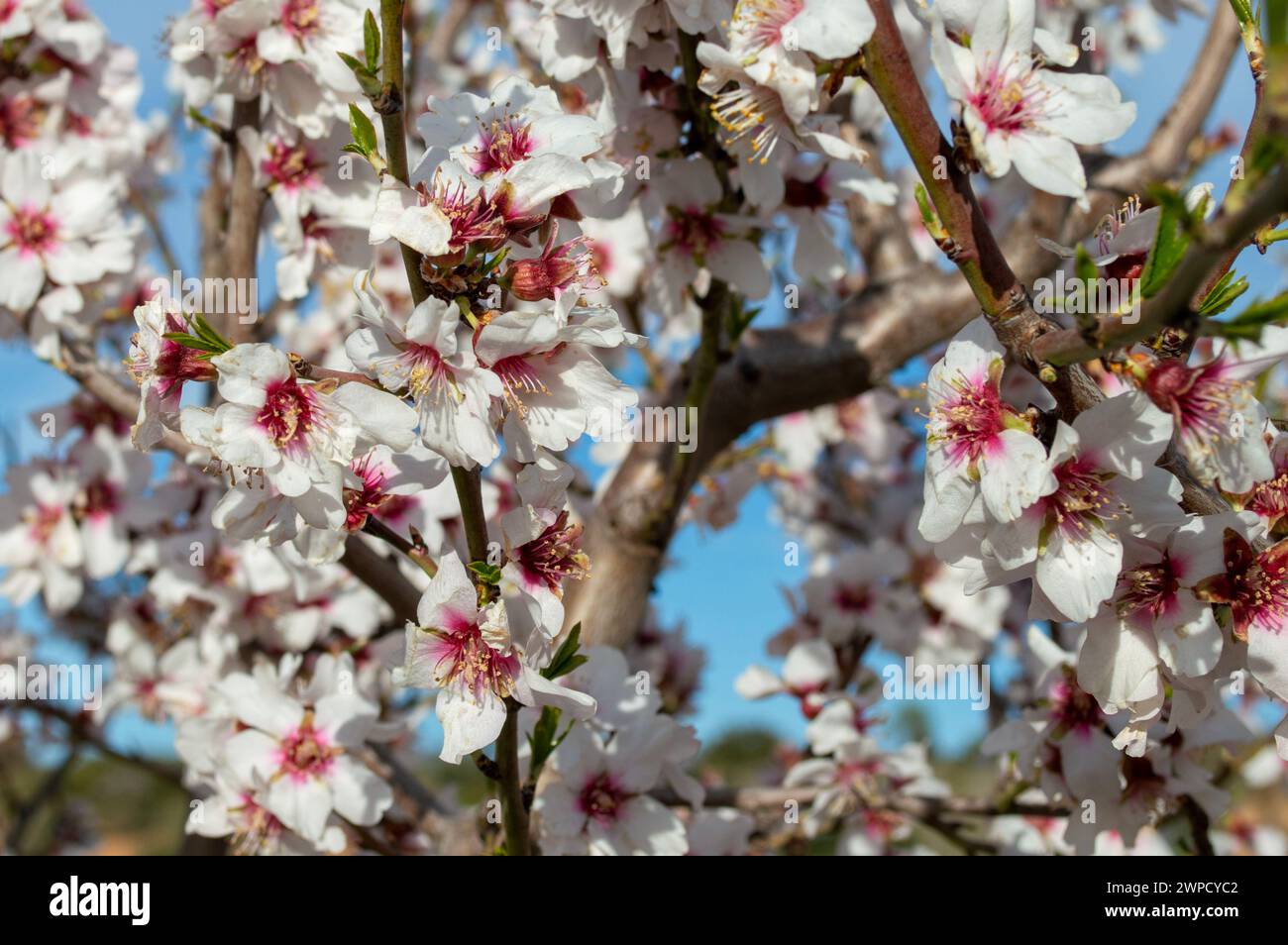 Weiße Blumen der Saison. Mandelblüten im Februar Stockfoto