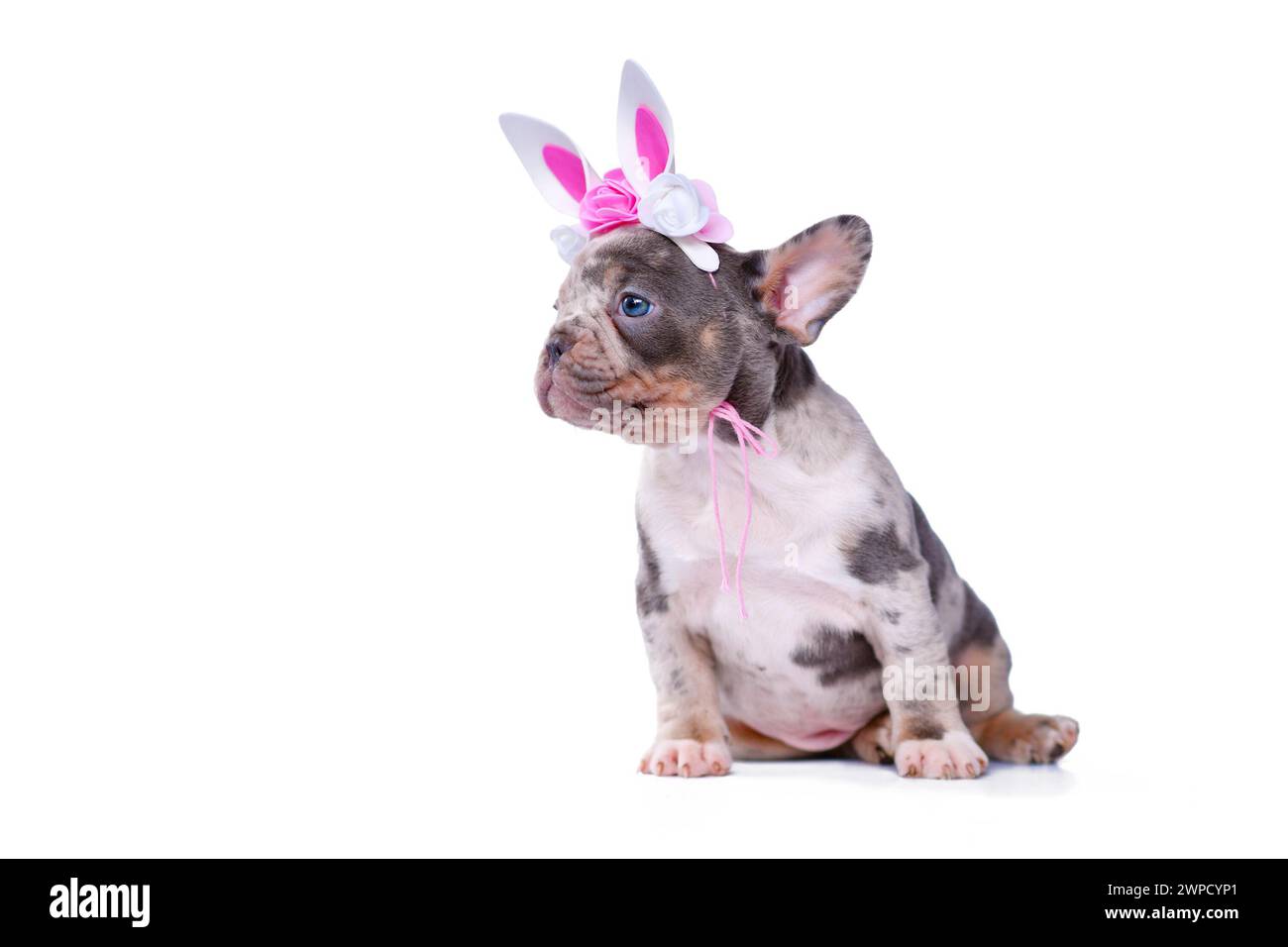 Nettes merle Tan Französisch Bulldog Hund Welpe mit Osterhase Stirnband auf weißem Hintergrund Stockfoto