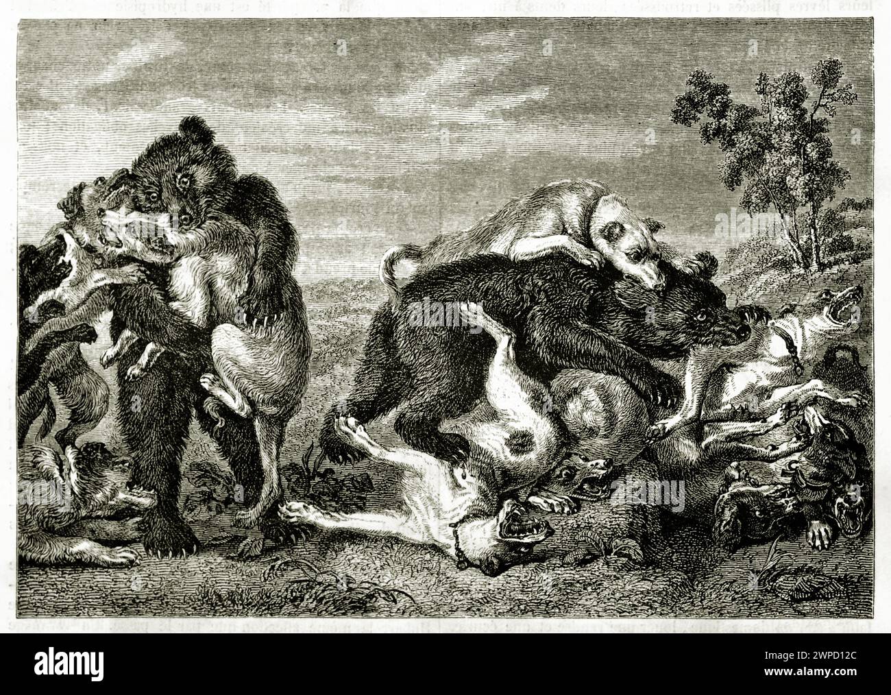 Antike Gravur zeigt einen gewalttätigen Kampf zwischen Hunden und Bären, nach Snyders. Erstellt von Freeman, veröffentlicht in Magasin Pittoresque, Paris, 1852. Stockfoto