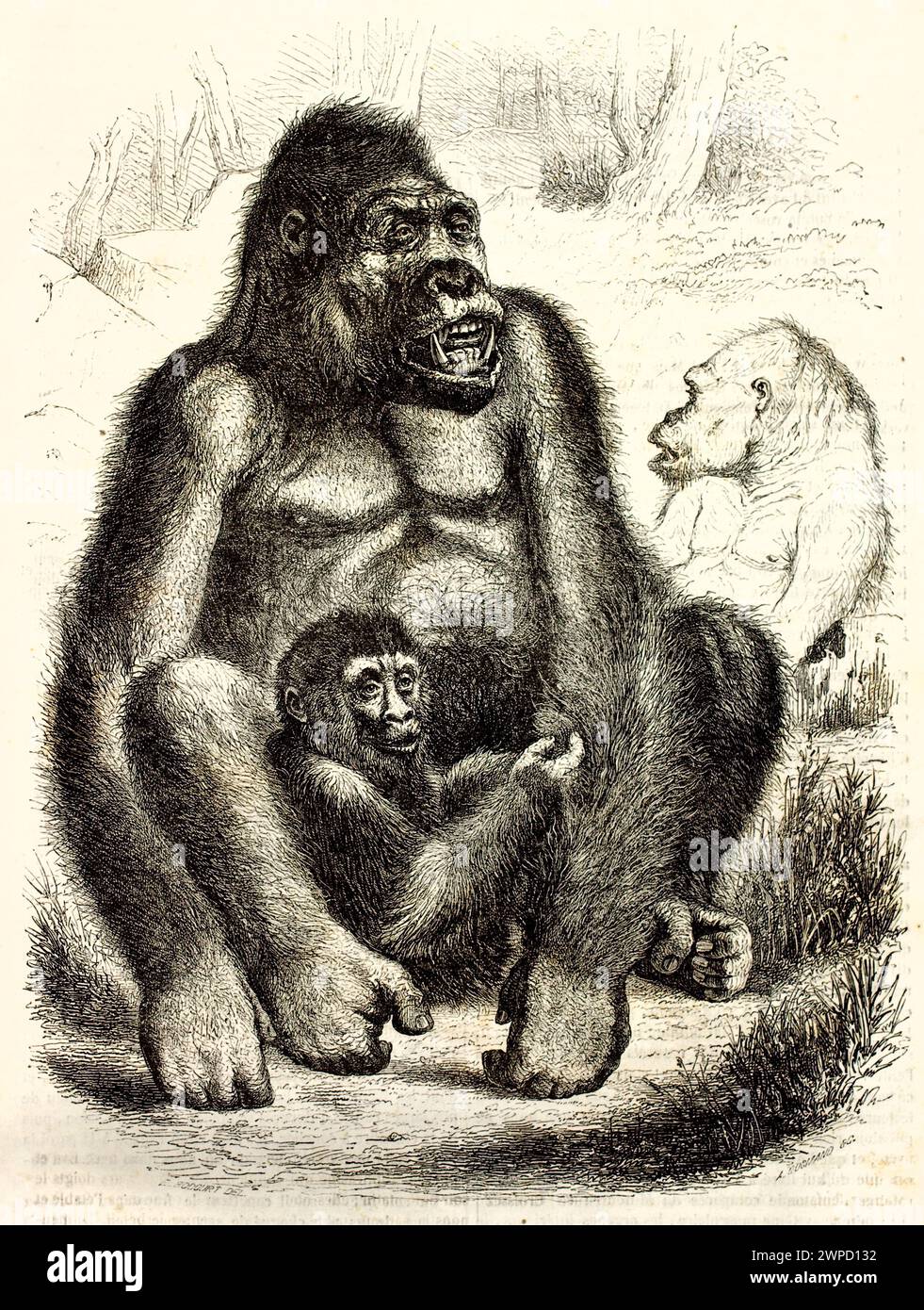 Detailgetreue Gravur eines Gorillas mit Jungtier mit reichhaltigem Liniendesign und ausdrucksstarken Texturen. Von Bocourt, veröffentlicht in Magasin Pittoresque, 1852 Stockfoto
