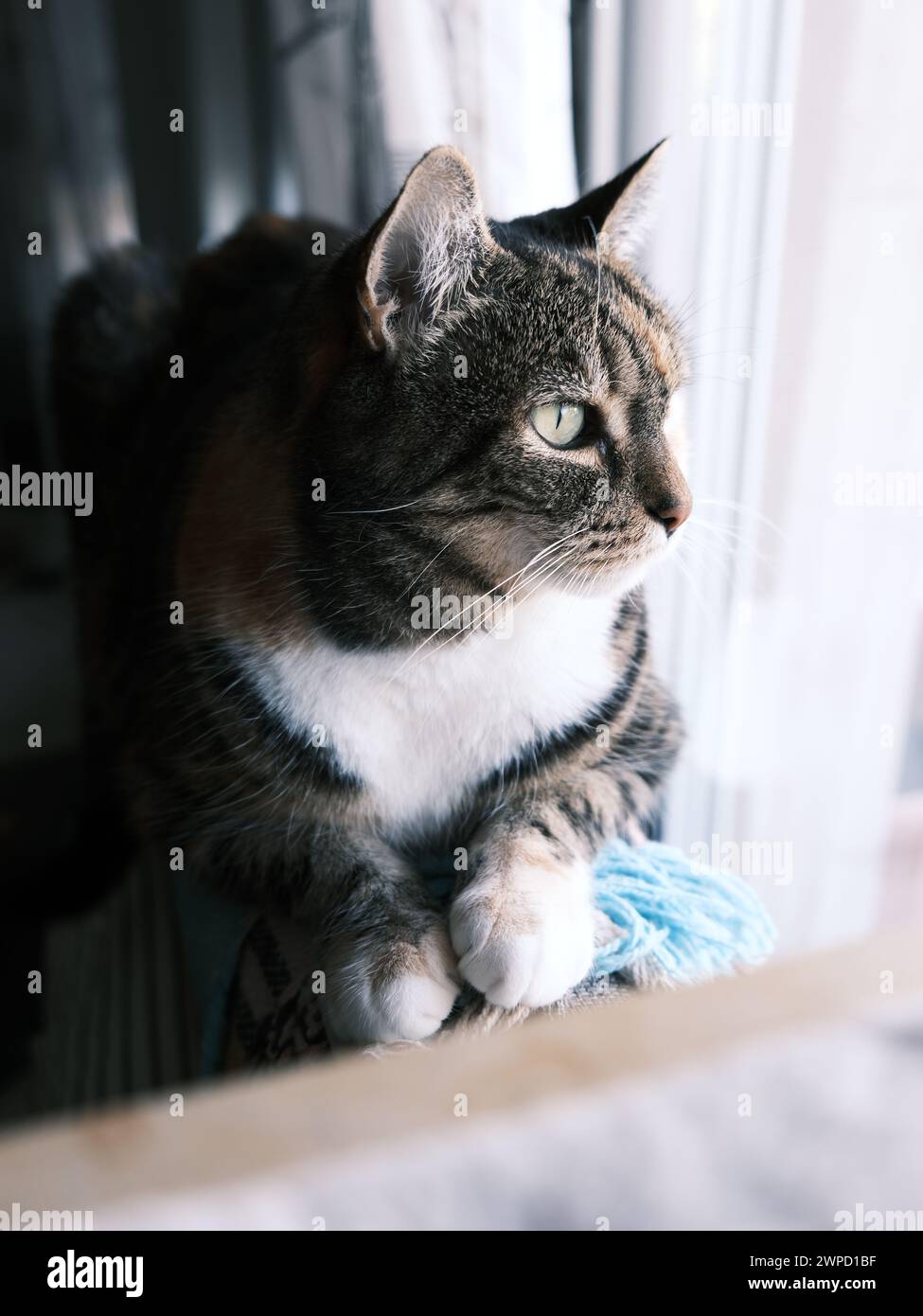 Schildpatt-Katze, die durch das Fenster schaut Stockfoto