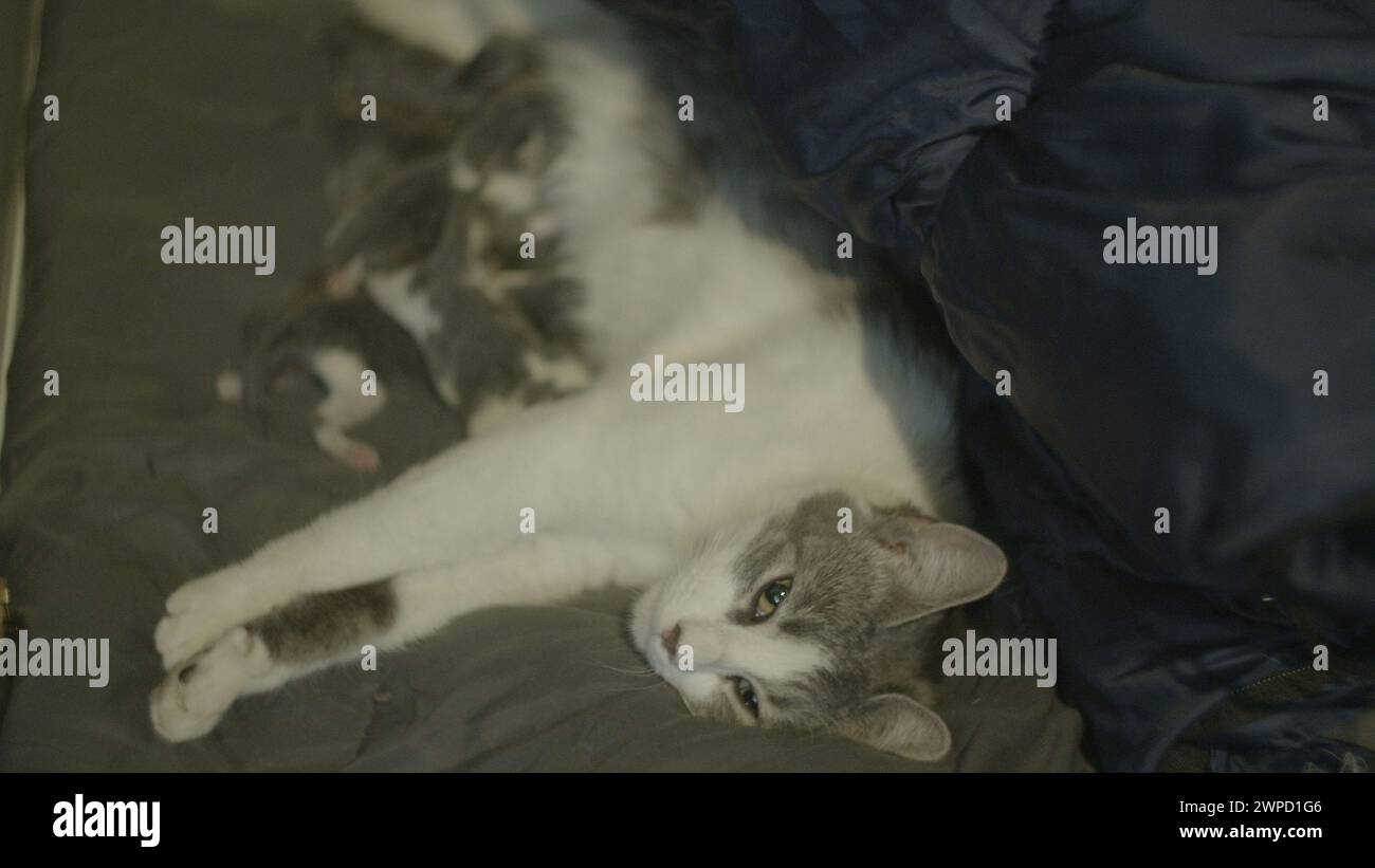 Eine Katze, die auf einem Bett liegt, umgeben von Kätzchen Stockfoto