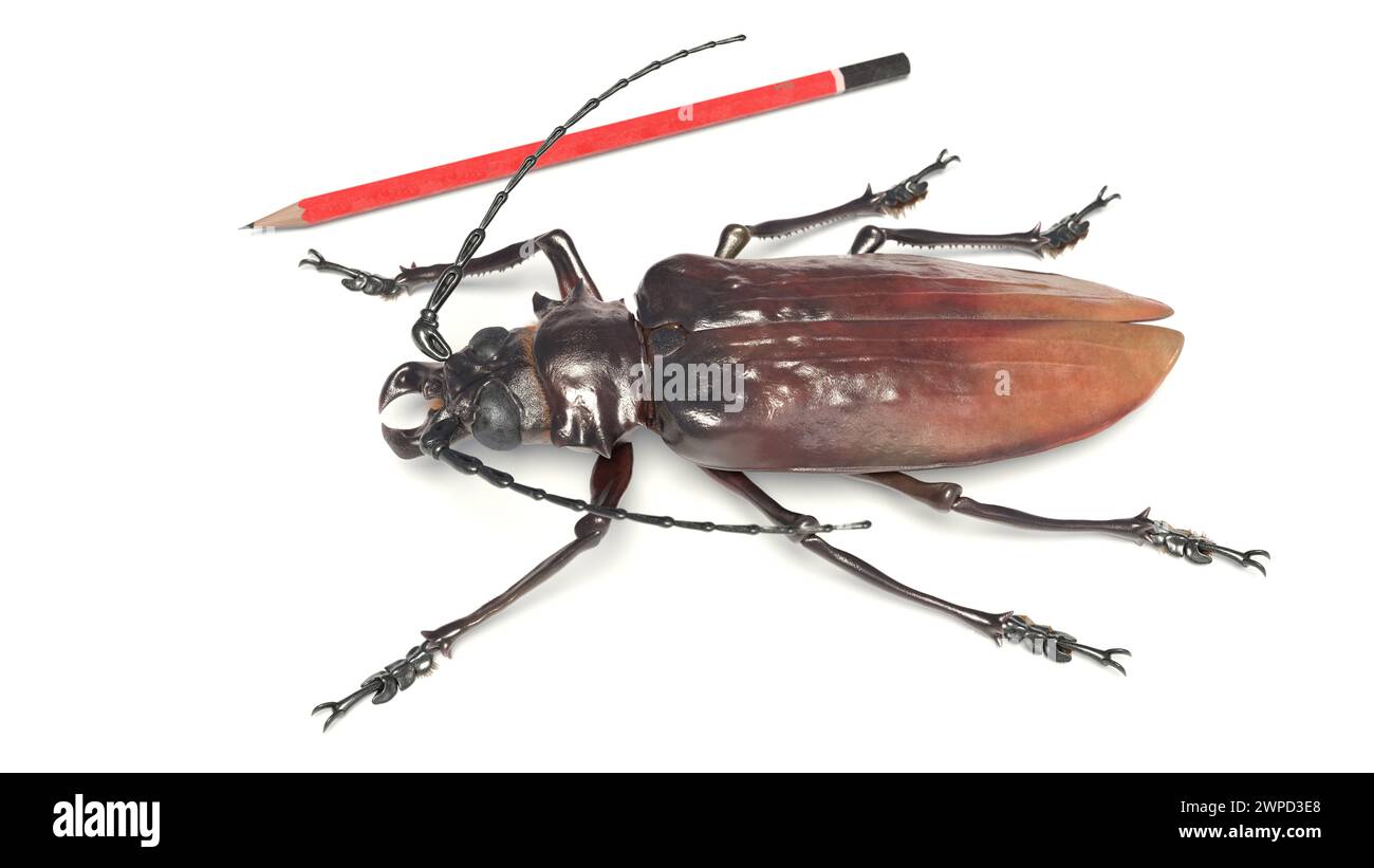 Illustration eines Rekordexemplars der südamerikanischen Käferart Titanus giganteus, des titankäfers. Vielleicht das größte Insekt, das jemals aufgezeichnet wurde. Stockfoto