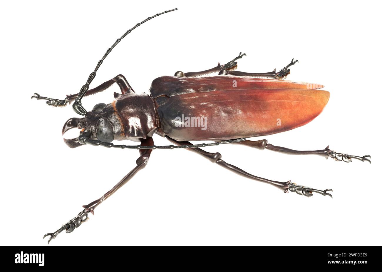 Illustration eines Rekordexemplars der südamerikanischen Käferart Titanus giganteus, des titankäfers. Vielleicht das größte Insekt, das jemals aufgezeichnet wurde. Stockfoto
