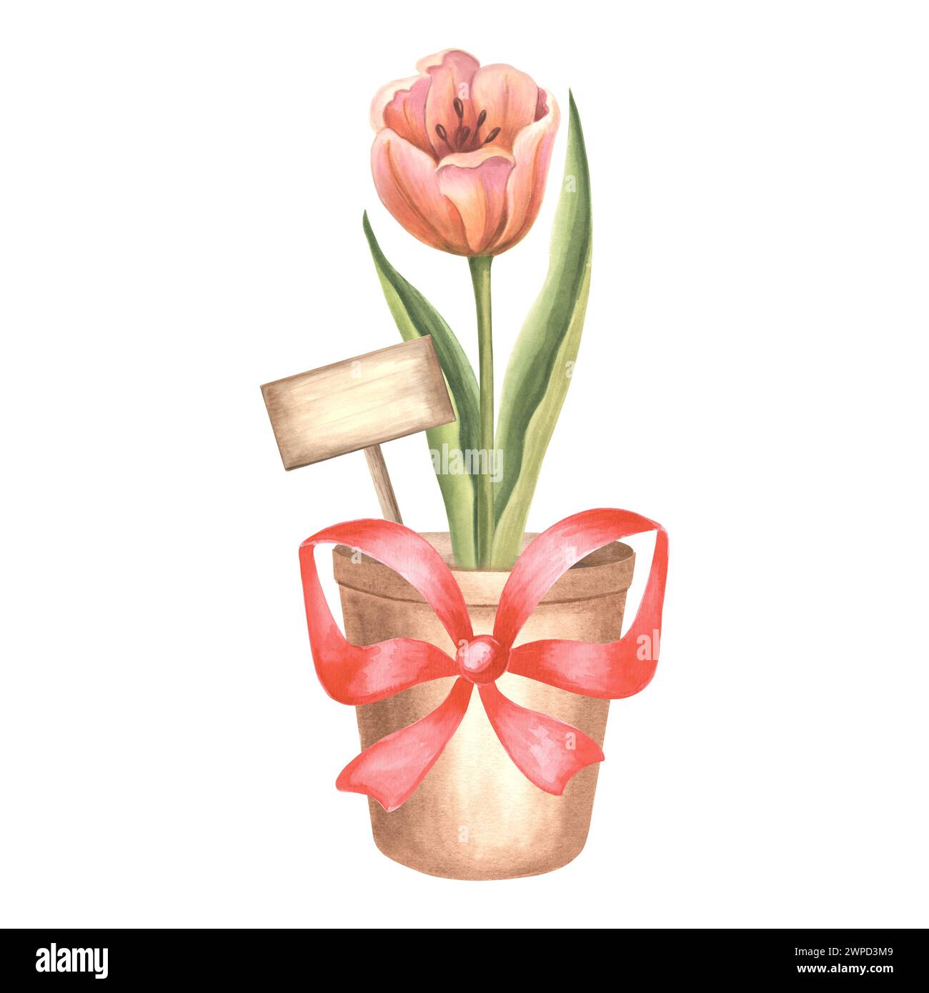 Rote Tulpe und Schild im Blumentopf mit Seidenschleife. Isolierte handgezeichnete Aquarellillustration. Blüte Frühling Gartenblume. Zeichnungsvorlage für Stockfoto