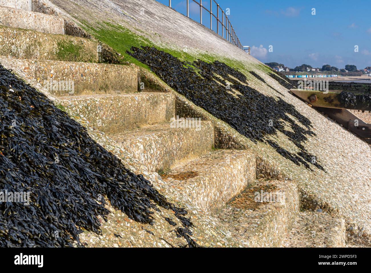 Stufen in der Meeresmauer, die vom Strand zur Straße bei Hill Head in der Nähe von Titchfield, Hampshire, England, Großbritannien, mit Algen und blauem Himmel führt Stockfoto
