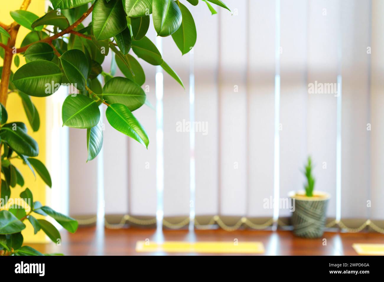 Bürobereich mit weißen Vorhängen und einer Topfpflanze auf der Fensterbank, ergänzt durch eine große Blattpflanze in der linken Ecke des Rahmens. Stockfoto
