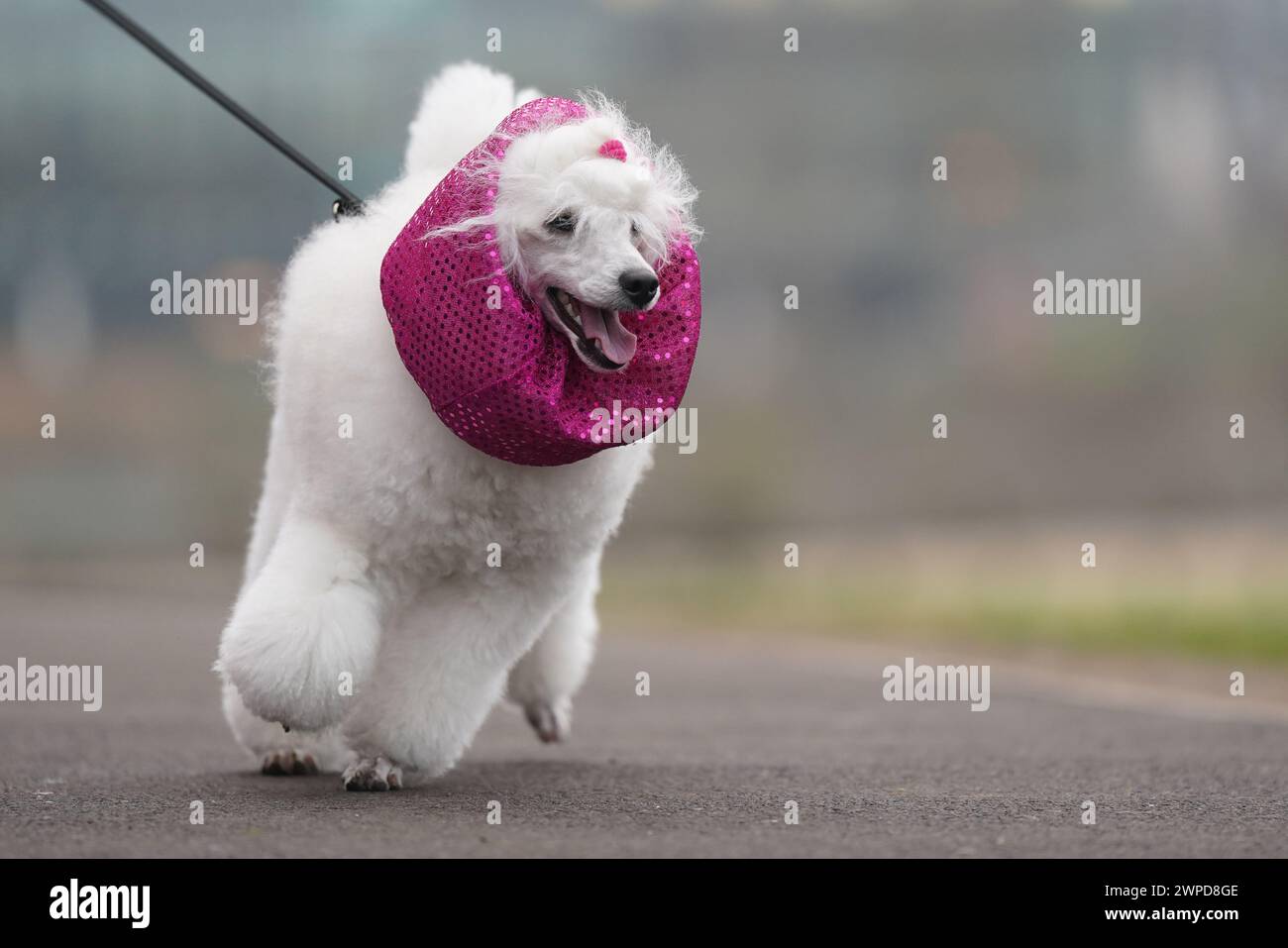 Hunde und Besitzer kommen am ersten Tag der Crufts Dog Show im National ...