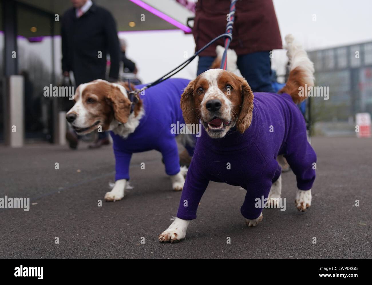 Hunde und Besitzer kommen am ersten Tag der Crufts Dog Show im National ...