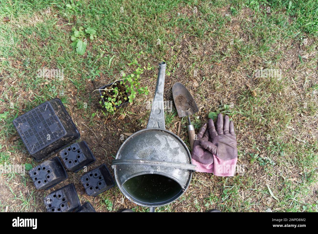 Eine grüne Bodenbedeckungspflanze, Fuchsia procumbens. Wartet auf die Platzierung. Eine Gießkanne, eine Kelle, Gartenhandschuhe und leere Töpfe zeigen an, dass es als Nächstes kommt Stockfoto
