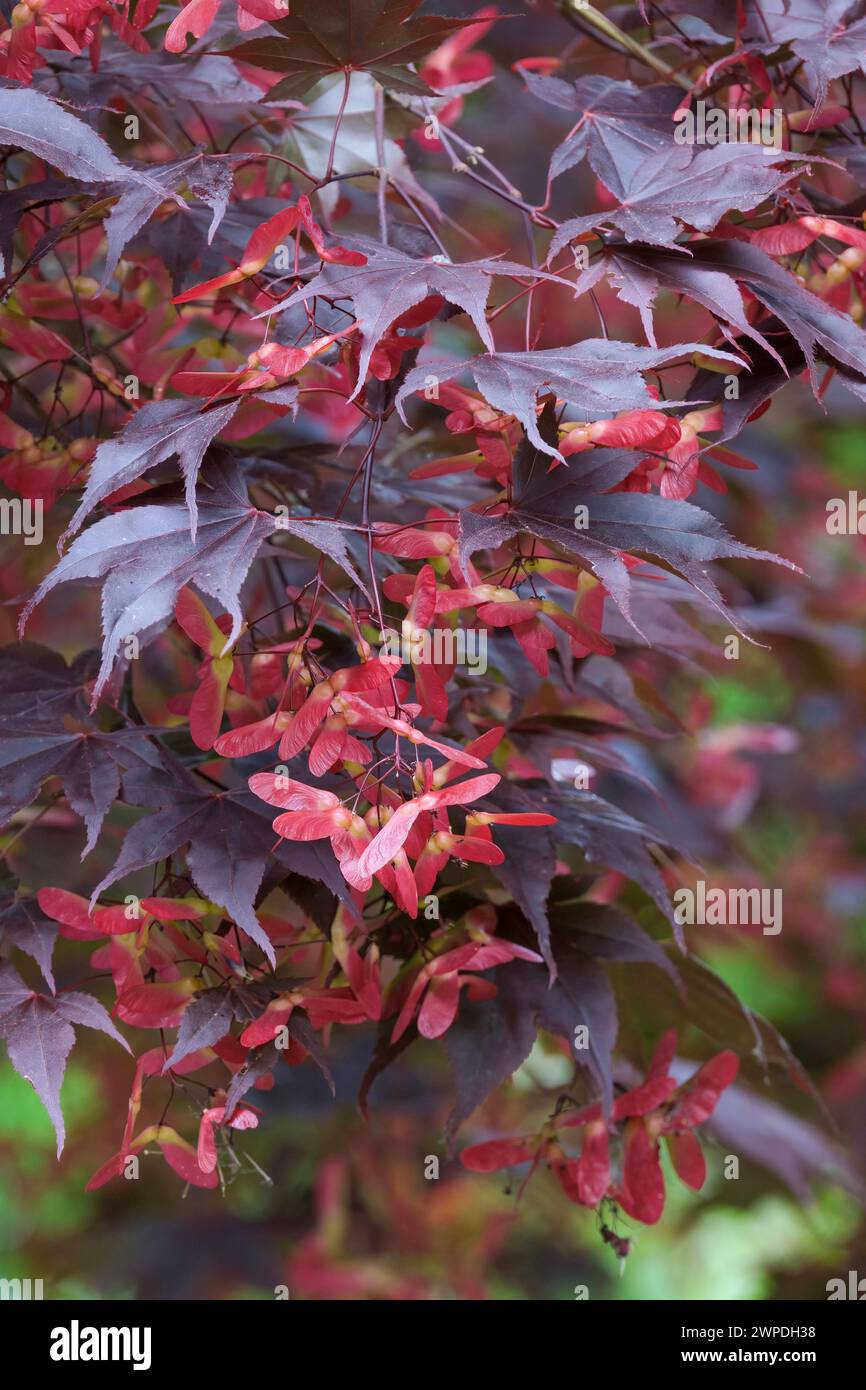 Acer palmatum Oshio beni, japanischer Ahorn Oshio beni, dunkelrote Blätter, hellrote geflügelte Samen, Stockfoto