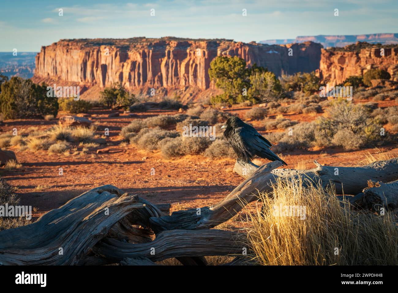 Ein dunkler Vogel sitzt auf einem verwitterten grauen Baumstamm neben einem goldenen Grasbüschel, mit einer roten Sandsteinklippe im Hintergrund, im Canyonlands-Nationalpark, Utah. Stockfoto