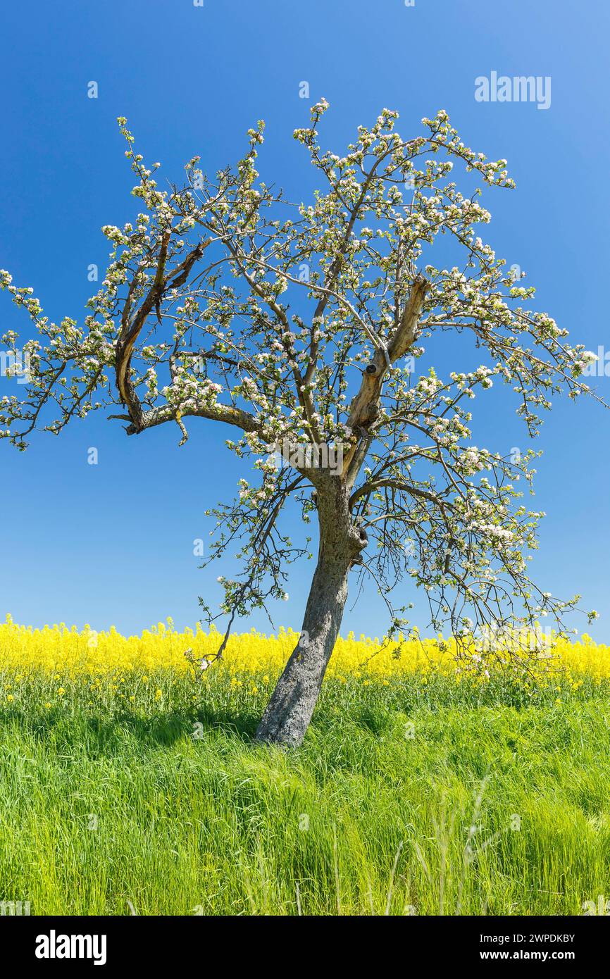 Blühender alter Apfelbaum malus, dahinter ein Rapsfeldbrassica napus in Blüte, bei Maxen, Müglitztal, Sachsen, Deutschland *** blühender alter Apfel tr Stockfoto