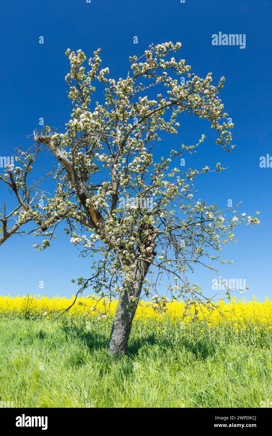 Blühender alter Apfelbaum malus, dahinter ein Rapsfeldbrassica napus in Blüte, bei Maxen, Müglitztal, Sachsen, Deutschland *** blühender alter Apfel tr Stockfoto