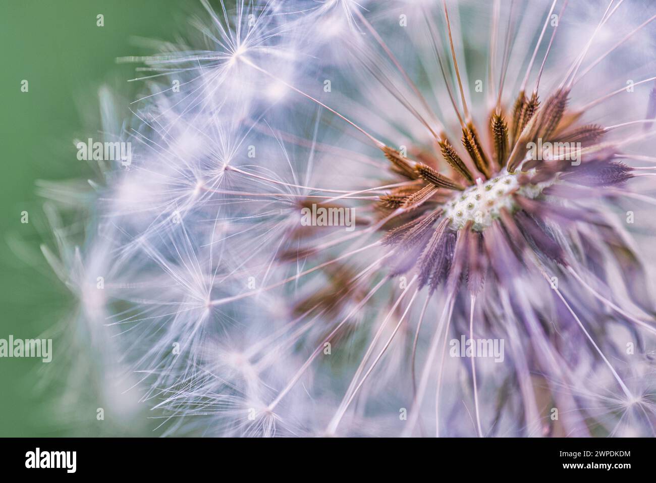 Nahaufnahme von Löwenzahn auf natürlichem Hintergrund, künstlerische Nahaufnahme der Natur. Frühling Sommer Hintergrund. Traum Natur Makro, Blumenpflanze. Abstraktes weiches Laub Stockfoto