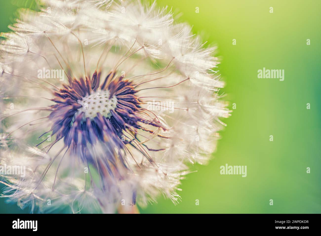 Nahaufnahme von Löwenzahn auf natürlichem Hintergrund, künstlerische Nahaufnahme der Natur. Frühling Sommer Hintergrund. Traum Natur Makro, Blumenpflanze. Abstraktes weiches Laub Stockfoto