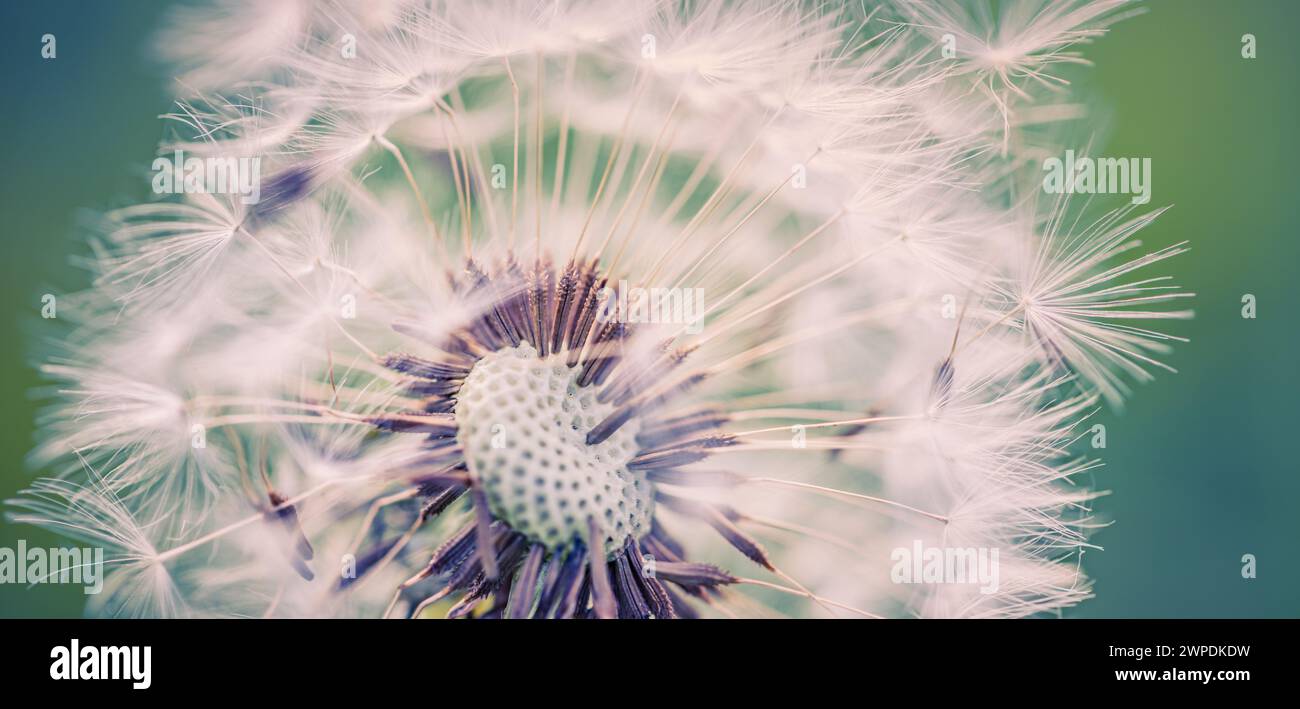 Nahaufnahme von Löwenzahn auf natürlichem Hintergrund, künstlerische Nahaufnahme der Natur. Frühling Sommer Hintergrund. Traum Natur Makro, Blumenpflanze. Abstraktes weiches Laub Stockfoto
