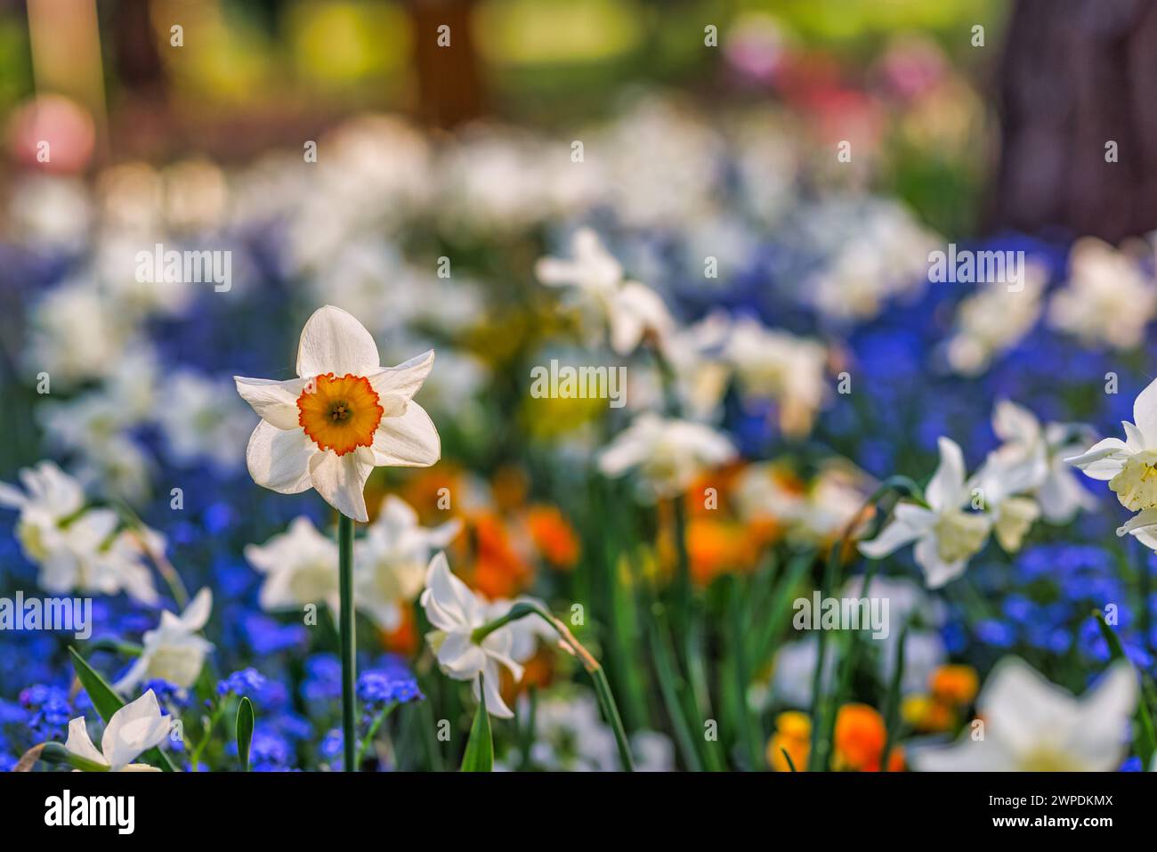 Weiße gelbe Narzissen-Nahaufnahme, blühende Frühlingsblumen im Garten. Künstlerisch blühende weiße Narzisse im Frühling. Frühlingsblumen. Wunderschöne Natur Stockfoto