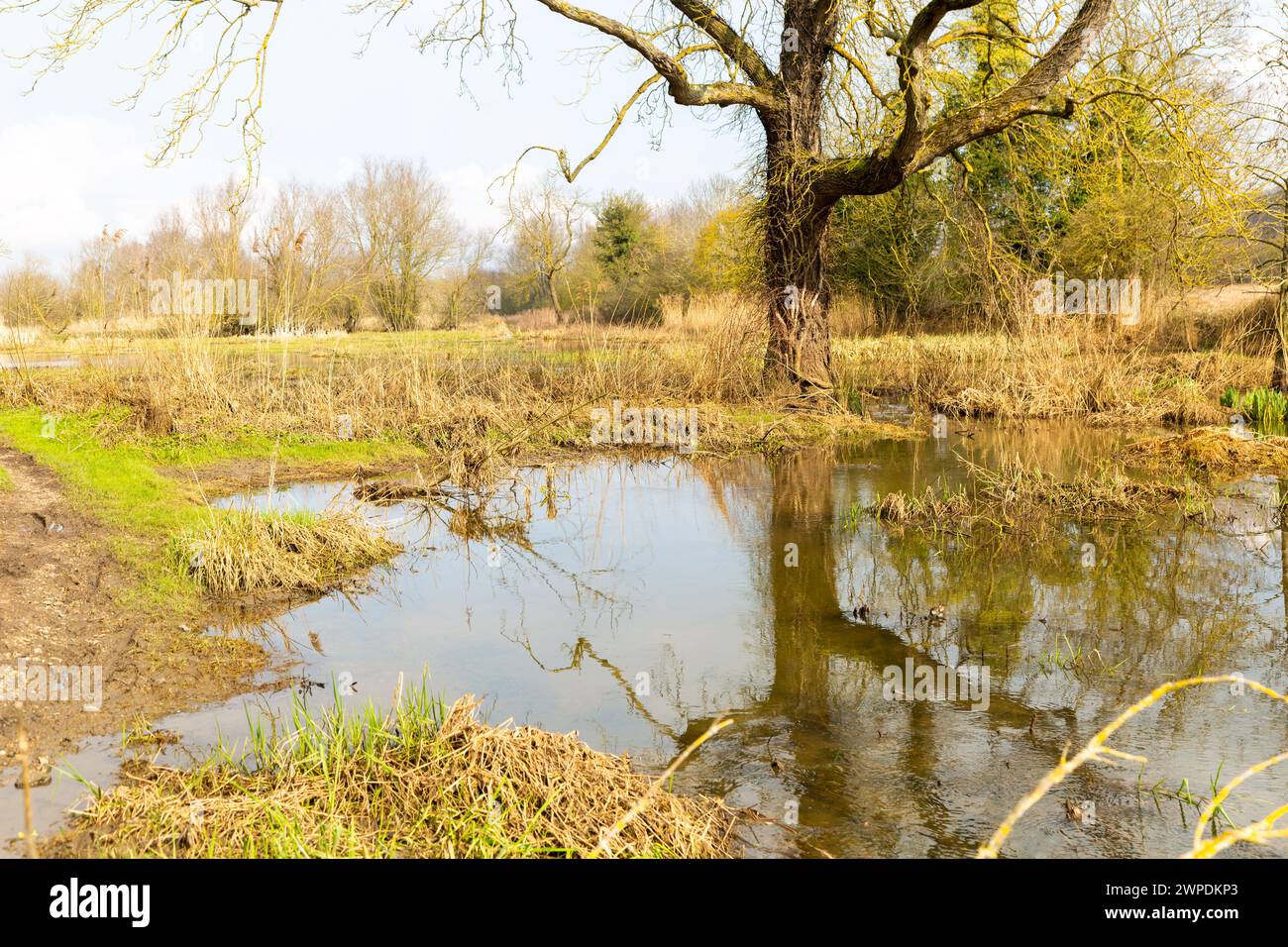Flutwasser auf Auen, River Gipping, Sproughton, Suffolk, England, UK Stockfoto