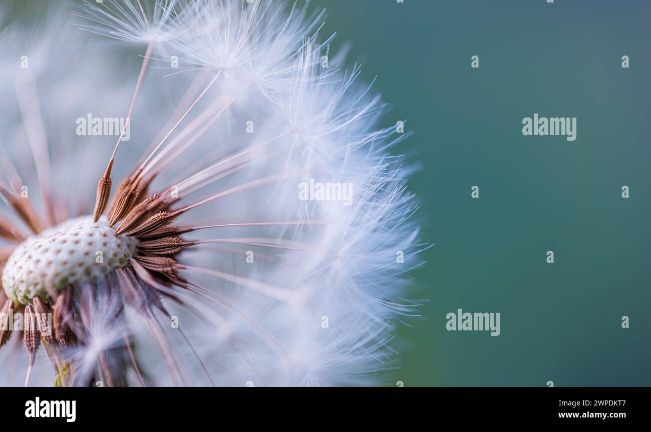 Nahaufnahme von Löwenzahn auf natürlichem Hintergrund, künstlerische Nahaufnahme der Natur. Frühling Sommer Hintergrund. Traum Natur Makro, Blumenpflanze. Abstraktes weiches Laub Stockfoto