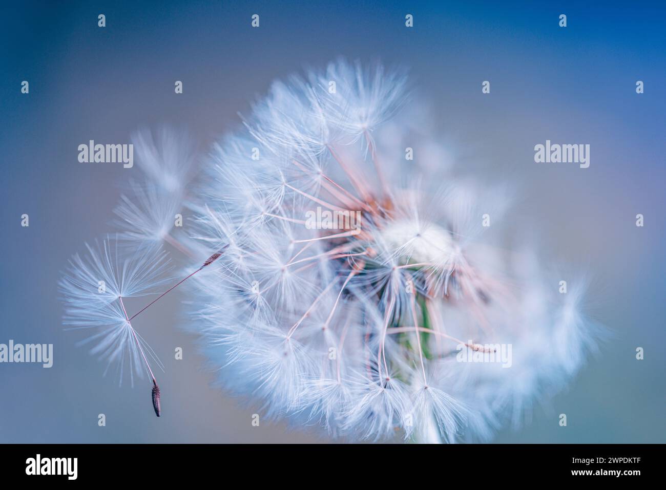 Nahaufnahme von Löwenzahn auf natürlichem Hintergrund, künstlerische Nahaufnahme der Natur. Frühling Sommer Hintergrund. Traum Natur Makro, Blumenpflanze. Abstraktes weiches Laub Stockfoto