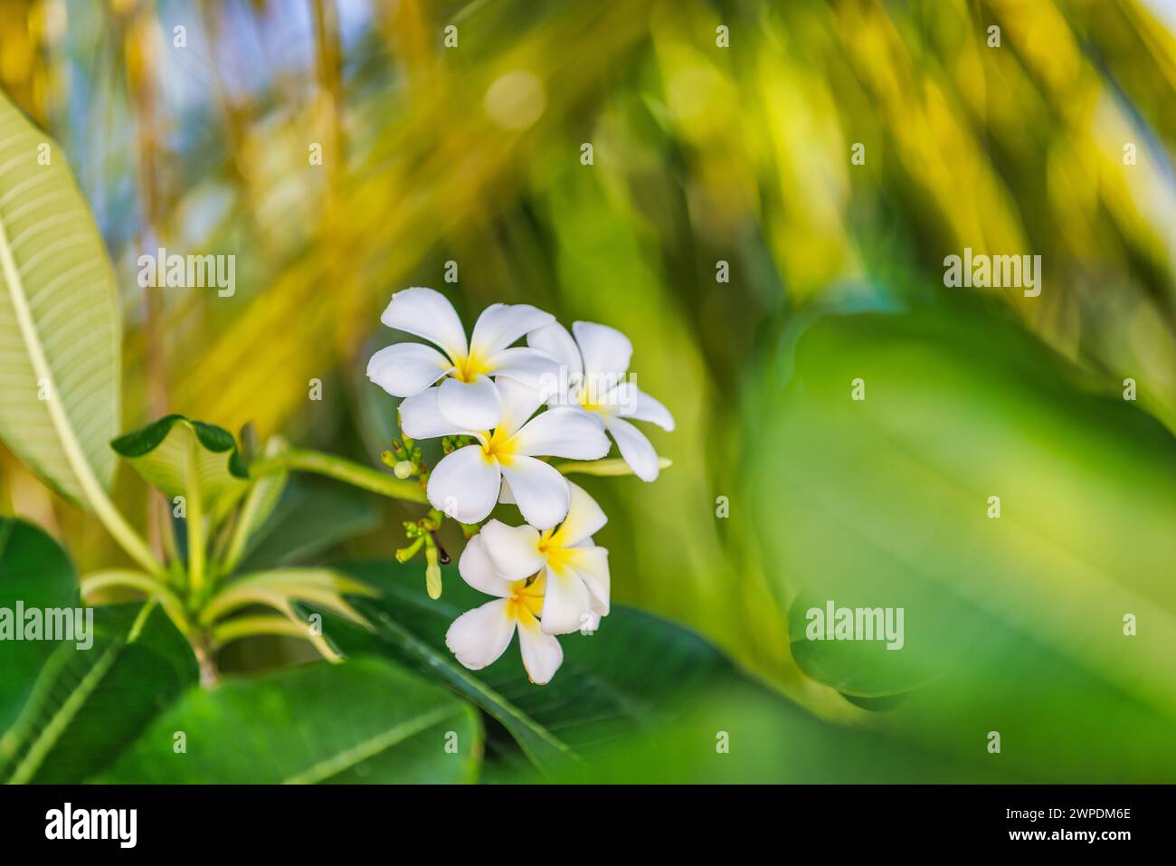 Nahaufnahme der Frangipani-Blumen mit grünem Hintergrund. Atemberaubende Frangipani-Blüten mit grünem Laubhintergrund. Tropische Blumenwelt, exotisch Stockfoto