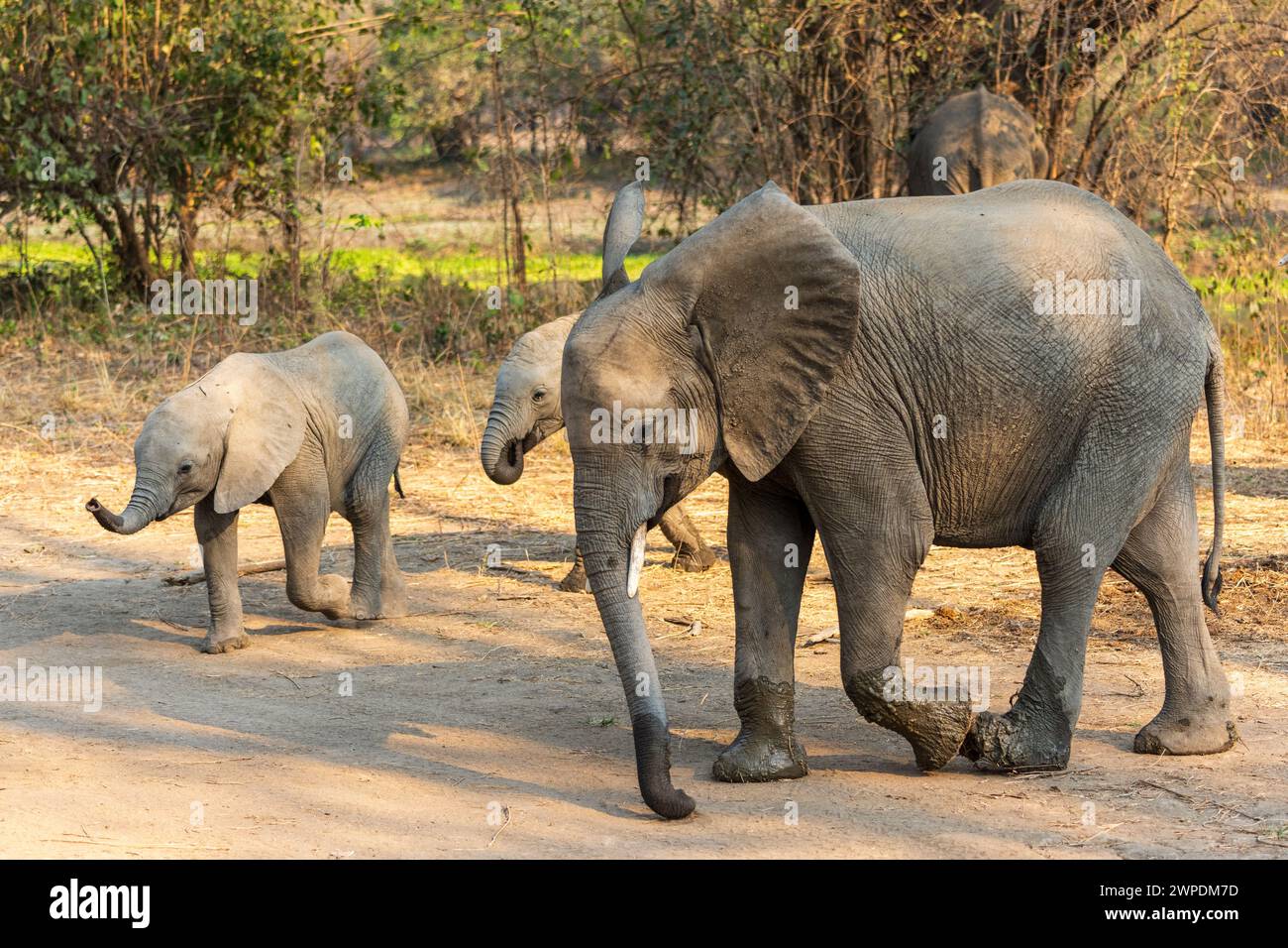 Ein weiblicher afrikanischer Elefant (Loxodonta Africana) mit zwei jungen Kälbern überquert die Strecke im South Luangwa National Park in Sambia, Südafrika Stockfoto